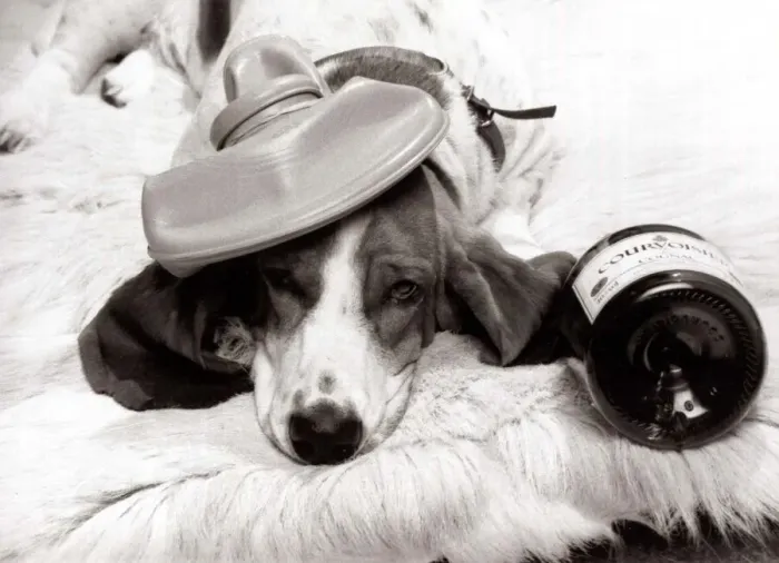 Framed Print : Jessie the bassett hound with a hangover after a party October 1984 Framed Print : Jessie the bassett hound with a hangover after a party October 1984