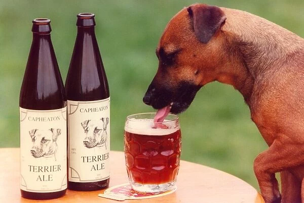 Jessie the Capheaton Terrier has a taste for the ale named after her