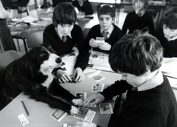 Jim the sheepdog attends class at the David Lewis school near Alderley Edge