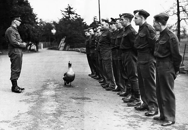 Jimmy is a goose 'attached'to a searchlight unit in the Midlands