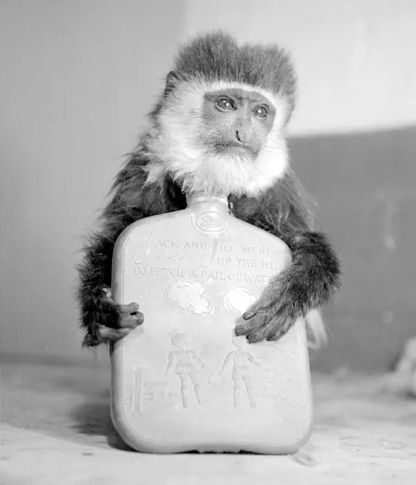 Framed Print : Jimmy the monkey after receiving his ideal christmas present a hot water bottle Framed Print : Jimmy the monkey after receiving his ideal christmas present a hot water bottle