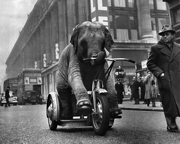 Joan, Baby elephant rides her tricycle down Oxford St. on her morning exercises