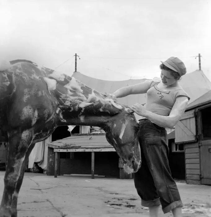 Framed Print : Joan Rosaire seen here Washing Circus horse Goldy. July 1953 D3686