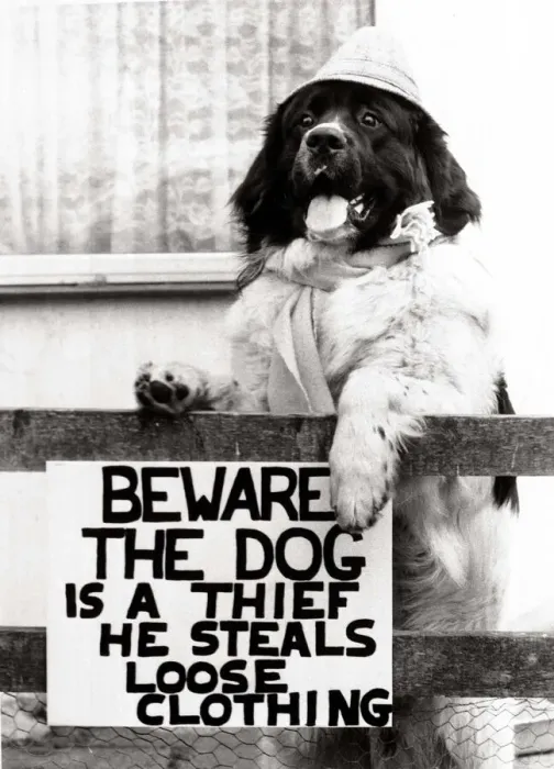 Framed Print : Joe the newfoundland hound who steals clothes from visitors to his master