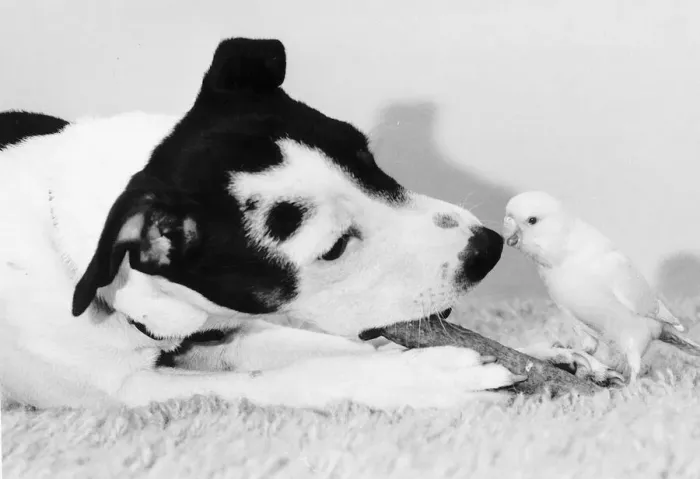 Framed Print : Joey the Budgie pecks nose of Jack Russell dog 1985 Framed Print : Joey the Budgie pecks nose of Jack Russell dog 1985