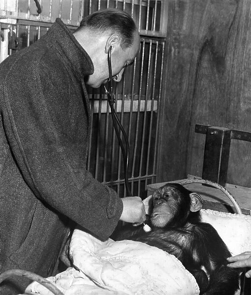 Joey, the chimp at Billy Smarts Circus in Middlesbrough