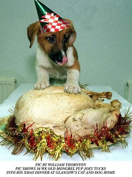 Joey the dog tucks into his christmas dinner at the Glasgow