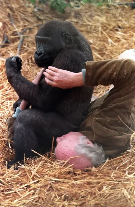 Framed Print : John Aspinall with a gorilla in cage of Howletts Zoo December 1997 Framed Print : John Aspinall with a gorilla in cage of Howletts Zoo December 1997