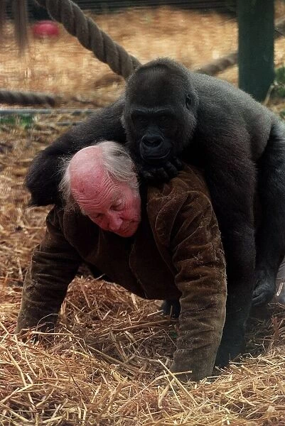 John Aspinall in Gorilla cage of Howletts Zoo December 1997