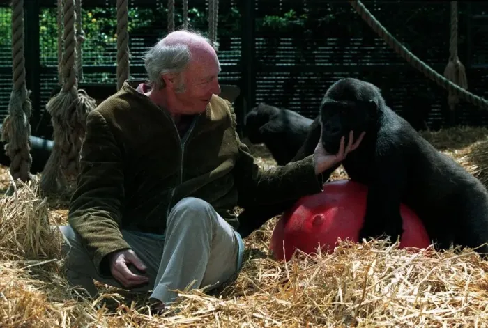 Framed Print : John Aspinall Zoo Owner December 1997 In the Gorilla cage of Howletts Zoo were zoo Framed Print : John Aspinall Zoo Owner December 1997 In the Gorilla cage of Howletts Zoo were zoo