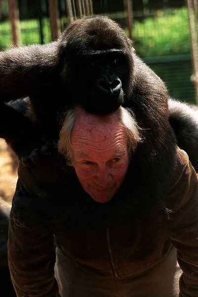 John Aspinall Zoo Owner December 1997 Playing with a Gorilla in the Gorilla cage at