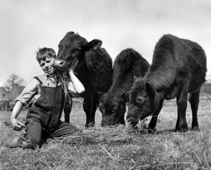 Framed Print : John Belcher a farmers son with his three calves. May 1952 P007502