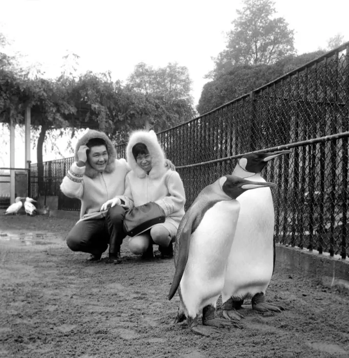 Framed Print : John and Kitty Williams the eskimos went to Regents Park Zoo this morning Framed Print : John and Kitty Williams the eskimos went to Regents Park Zoo this morning
