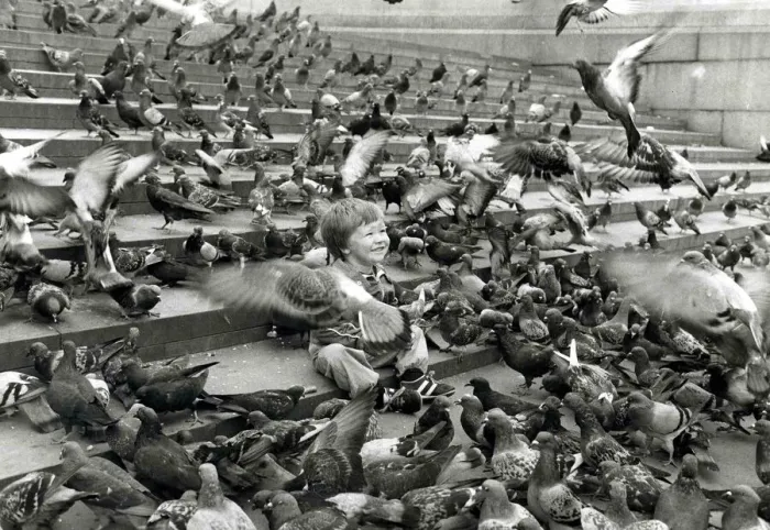 Framed Print : John Milller surrounded by pigeons in Trafalger Square. September 30th 1983 Framed Print : John Milller surrounded by pigeons in Trafalger Square. September 30th 1983