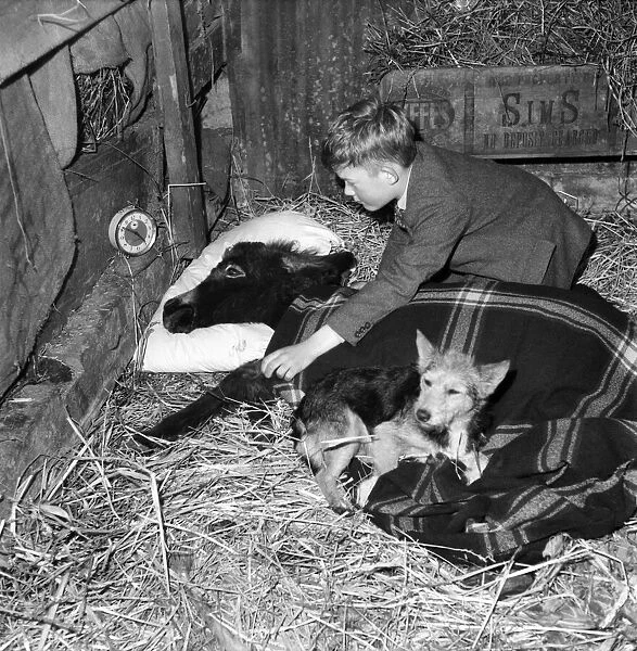 John Russell and his donkey 'Charles'. November 1952 C5422