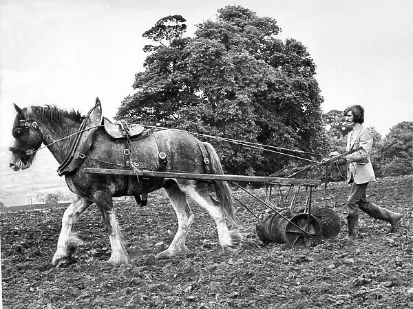 John the Shire horse pulling a scurrifier on a farm