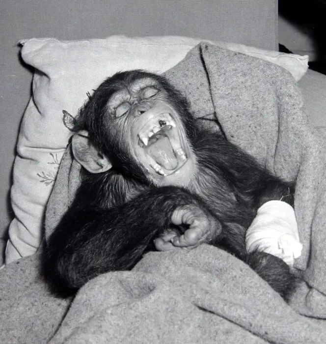 Framed Print : Johnny the Chimpanzee seen here recovering after having his tooth pulled by the dentist