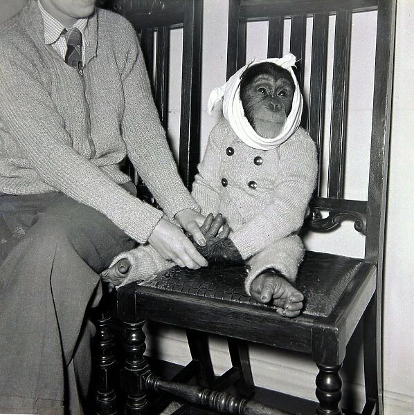 Johnny the Chimpanzee wearing a bandage round his head as he recovers from a trip to