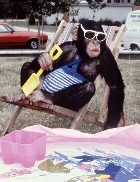 Jolly the chimp sitting in a deck chair enjoying the sun at Twycross Zoo February 1987
