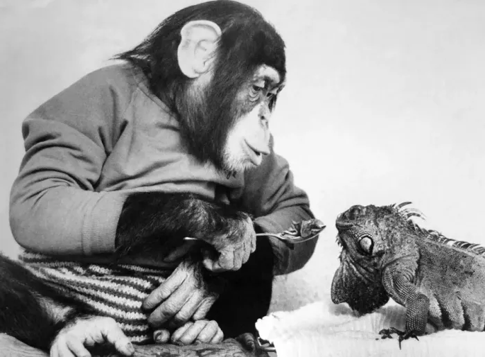 Framed Print : Jolly the Chimp tries to feed his reptile friend. April 1986 Framed Print : Jolly the Chimp tries to feed his reptile friend. April 1986