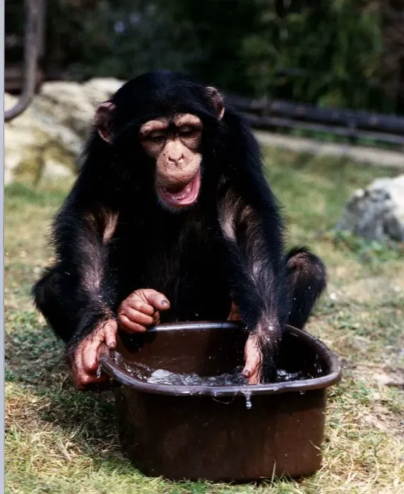 Framed Print : Joma three year old Chimp with bowl of water at London Zoo A©Mirrorpix Framed Print : Joma three year old Chimp with bowl of water at London Zoo A©Mirrorpix