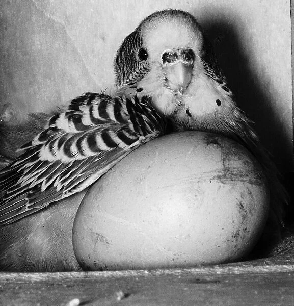 Josephine the Budgie sitting on hens egg 1959