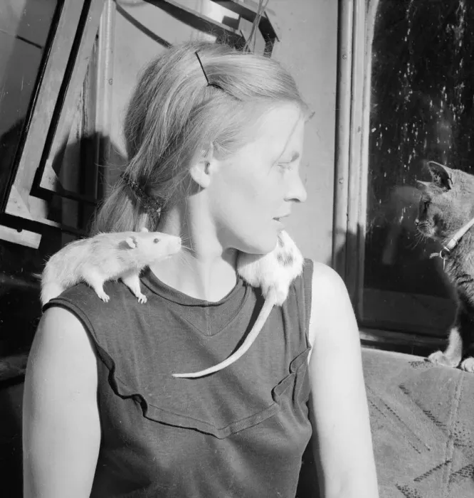 Framed Print : Josephine Curzon from Maidenhead who keeps rats for a hobby 1963 Framed Print : Josephine Curzon from Maidenhead who keeps rats for a hobby 1963
