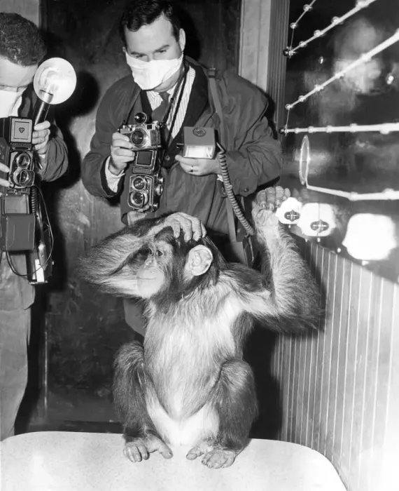 Framed Print : Josie the chimp goes through the intelligence test watched by photographers Framed Print : Josie the chimp goes through the intelligence test watched by photographers