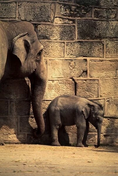 Jubilee, the first elephant to be born in Britain, standing against the wall at Chester