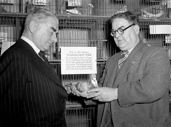 Judges at the Victory Show of racing pigeons inspect Searchlight Pied a carrier pigeon