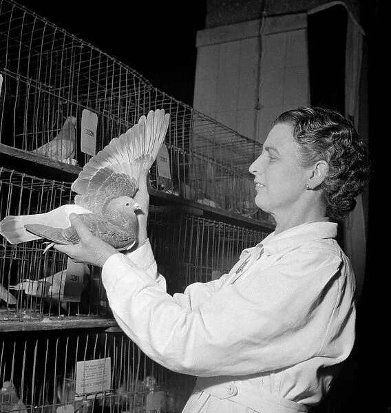 Judging of a bird at the People Show of Racing Pigeons Judge holding bird