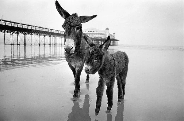 Judy a 7 year old Sands Donkey with her foal at Weston-super-Mare