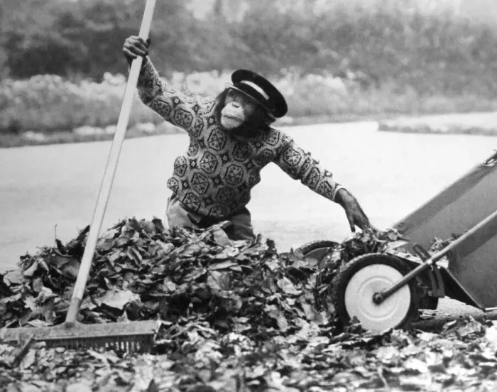 Framed Print : Judy the chimp assists the park keeper at Twycross Zoo y sweeping up the autumn leaves Framed Print : Judy the chimp assists the park keeper at Twycross Zoo y sweeping up the autumn leaves
