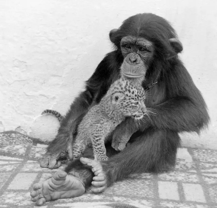 Framed Print : Judy the Chimp seen here with a leopard cub at Leamington Spa Zoo Framed Print : Judy the Chimp seen here with a leopard cub at Leamington Spa Zoo