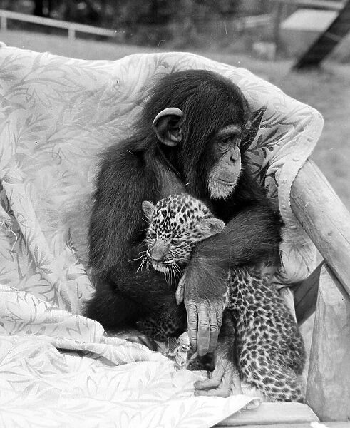 Judy the Chimp seen here with a leopard cub at Leamington Spa Zoo