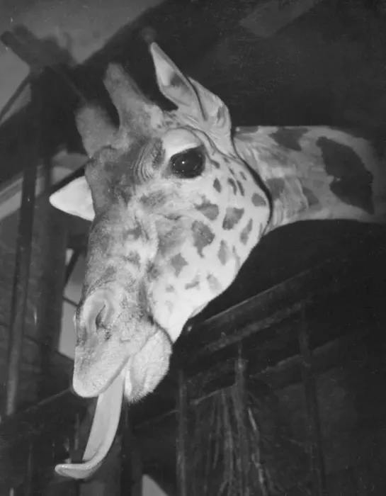 Framed Print : Judy the giraffe seen here in her stables at Bristol Zoo 1st December 1952