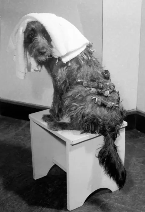 Framed Print : Judy a one year old mongrel went to Andre Bernards hairdressing salon in Liverpool