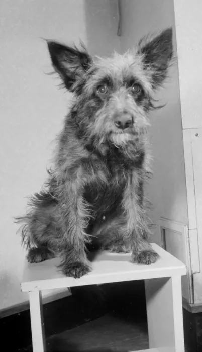 Framed Print : Judy a one year old mongrel went to Andre Bernards hairdressing salon in Liverpool