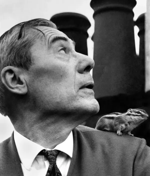 Framed Print : Juku the chipmunk on his masters shoulder, Mr. Helemar on the roof tops Framed Print : Juku the chipmunk on his masters shoulder, Mr. Helemar on the roof tops