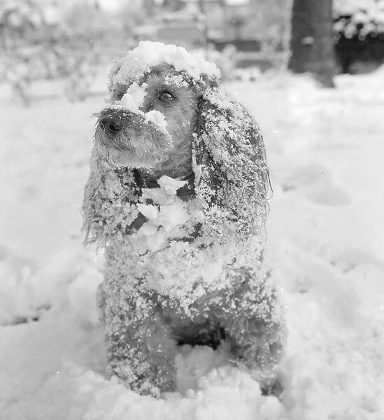 Jumbo the poodle having a whale of a time in the snow at Orpington Kent