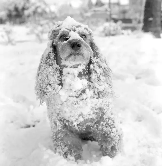 Framed Print : Jumbo the poodle having a whale of a time in the snow at Orpington Kent