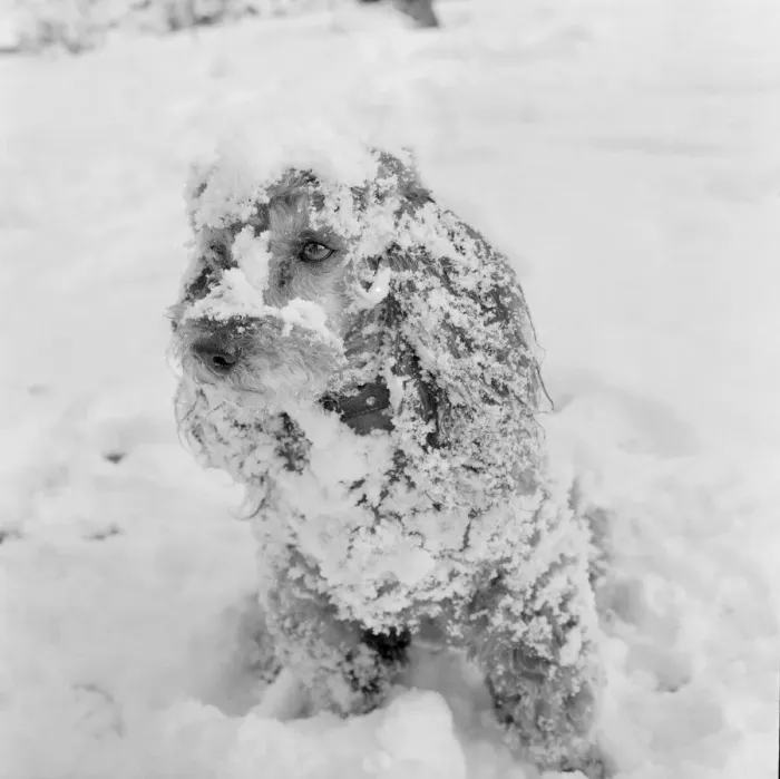 Framed Print : Jumbo the poodle having a whale of a time in the snow at Orpington Kent Framed Print : Jumbo the poodle having a whale of a time in the snow at Orpington Kent