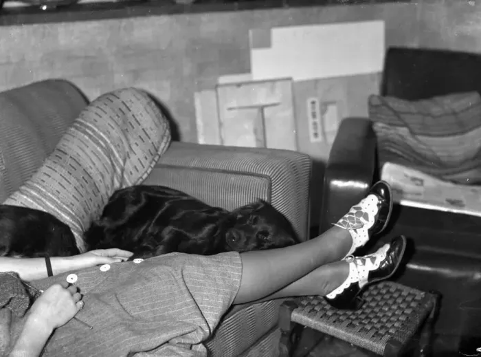 Framed Print : Jumbo rests his head on his mistresses legs. Circa 1936