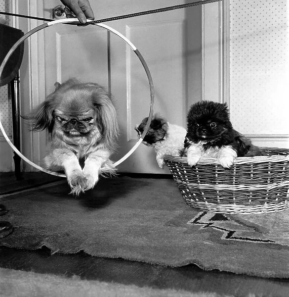 Jumping through hoops. Fay the Pekingese doing her tricks in front of her 8 weeks