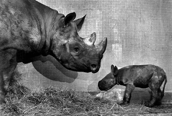 June the mother and her baby Black Rhinoceros Luana. pictured at the zoo