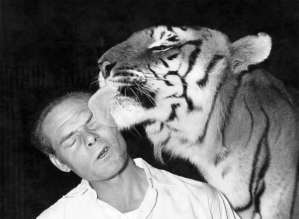 Jungle-bred, killer tiger Khan licks the face of his trainer, Alex Kerr