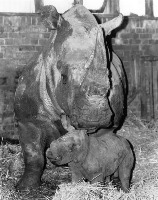 Framed Print : Junior Horns in mum may look grumpy about all the attention her brand-new baby Framed Print : Junior Horns in mum may look grumpy about all the attention her brand-new baby