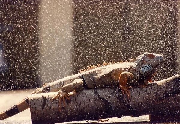 Junior the iguana cools down with a shower
