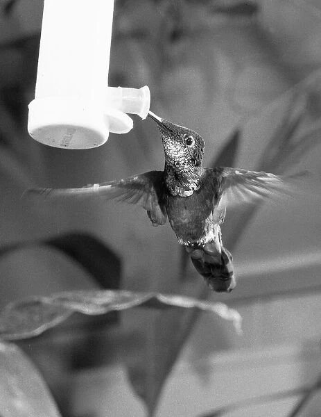 To See It Is Just A Blur. The humming bird, one of the tiniest of all birds of which
