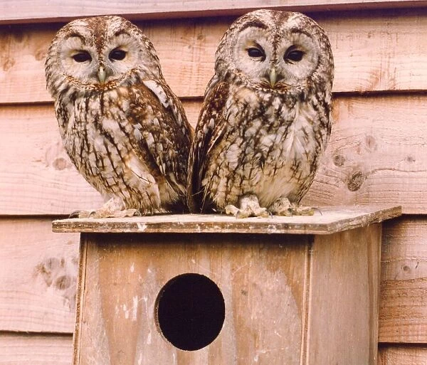 These juvenile owls like each others company